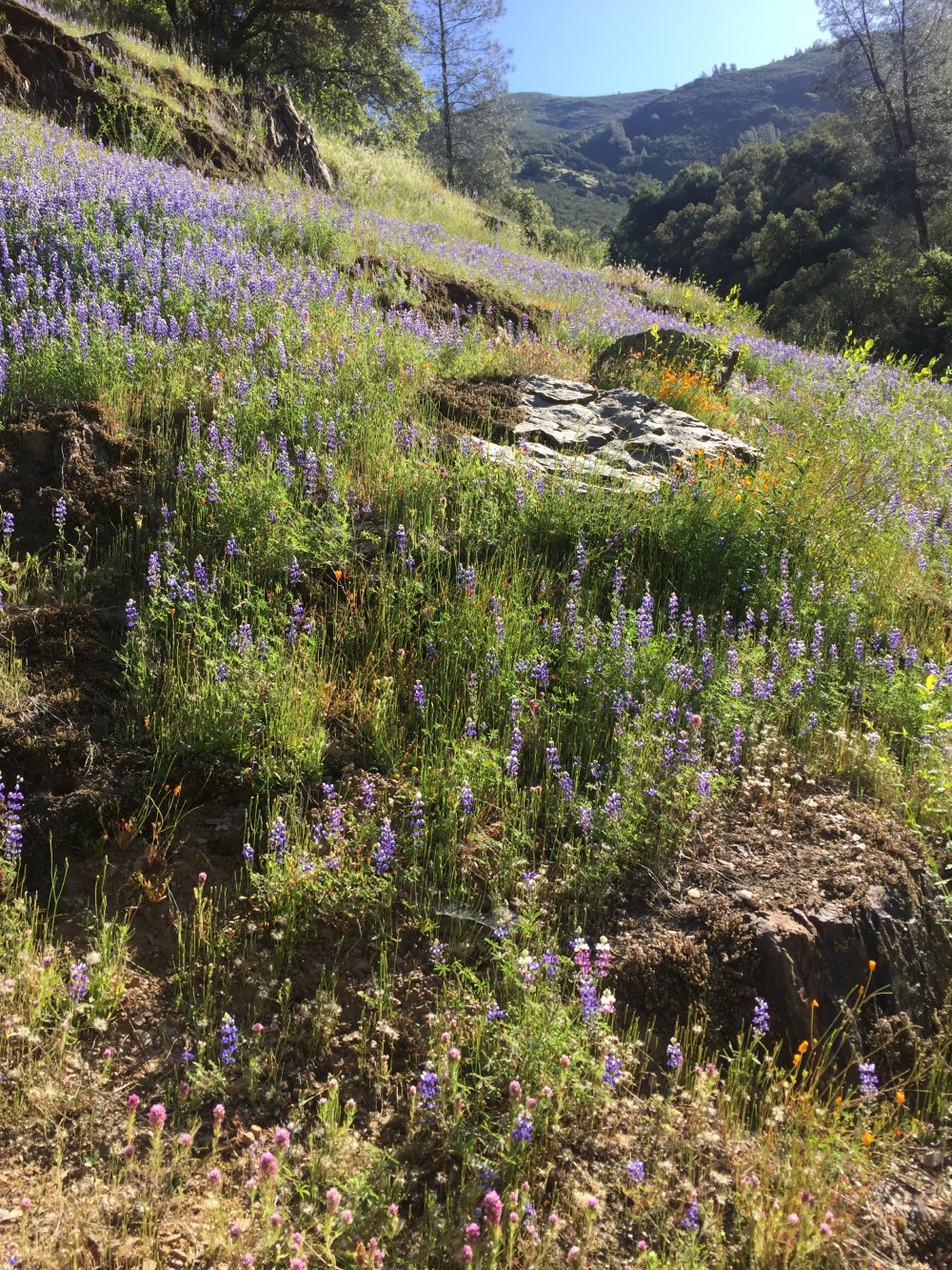 Hite Cove wildflowers
