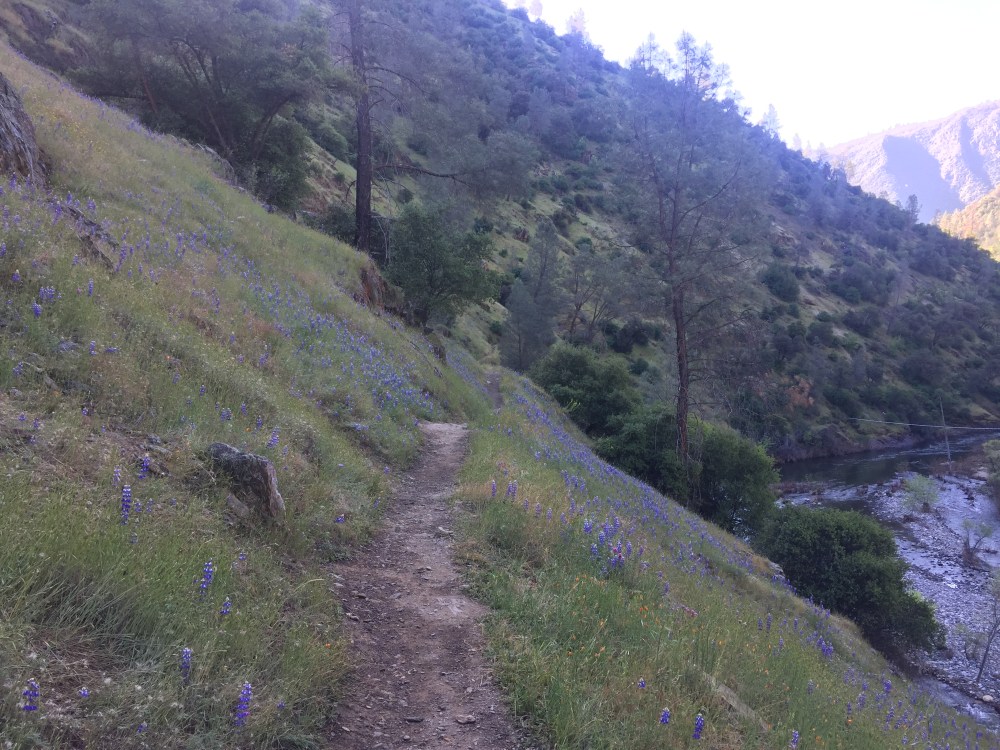 Hite Cove wildflowers