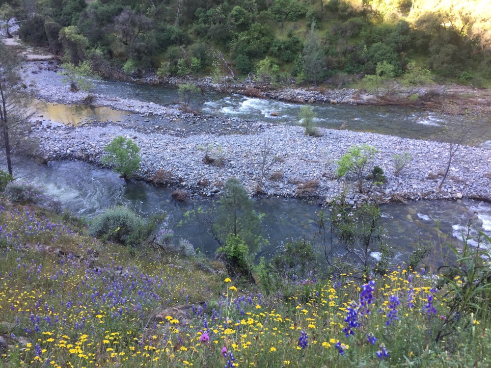 Hite Cove wildflowers